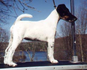 A friend happened to have this puppy picture of Dyna taken when the Wolffs were still alive.