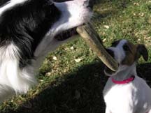 Gracie and her BC buddy Banshee