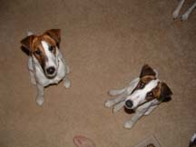 Quicksilver Love Me Tender (Gracie) and Mimi looking innocent...NOT!