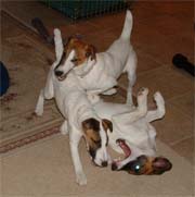Gracie and Mimi whaling on their brother Elvis