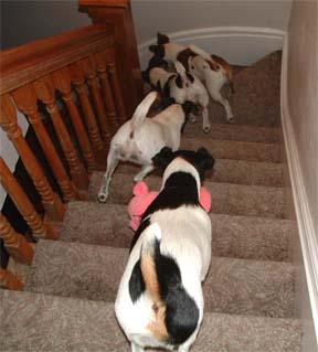 Fox terrier butts--that's Harry in the rear carrying one of his beloved toys.