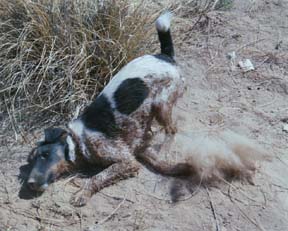 Harry clearly making it known that he was not happy to be crossing so many streams in the Utah backcountry.