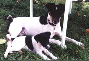 Iz and Harry the day I brought her home.