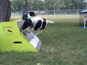 Iz has an amazing flyball box turn.