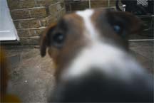 the nose knows
