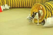 happy dog