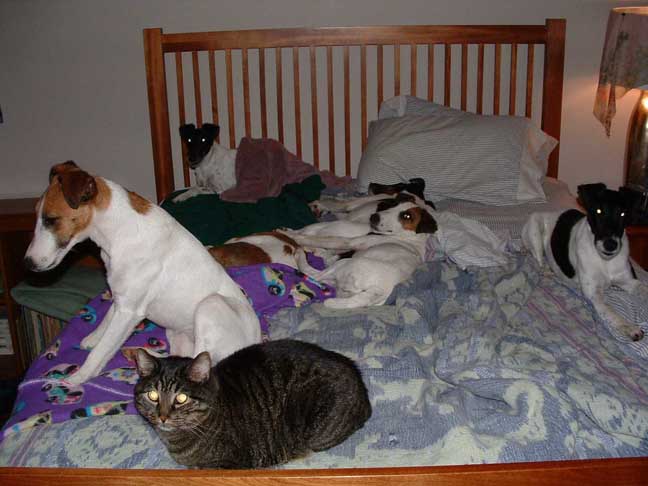 sleeps with dogs