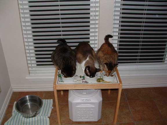 new cat feeding station