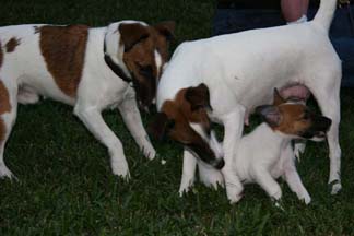 Jack, Jen, and Viva playing.