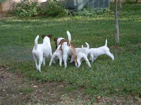Jen and Jack teaching the pups bad habits with the sprinkler.