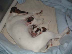 Tired mommy and her five new babies