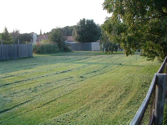 sea of grass