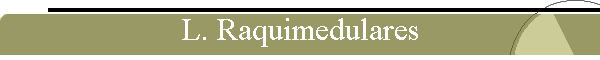 L. Raquimedulares