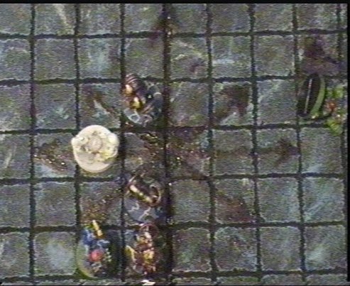 Il sanguinolento centro del campo