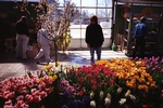 Flower Garden JPEG