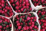 Roses JPEG