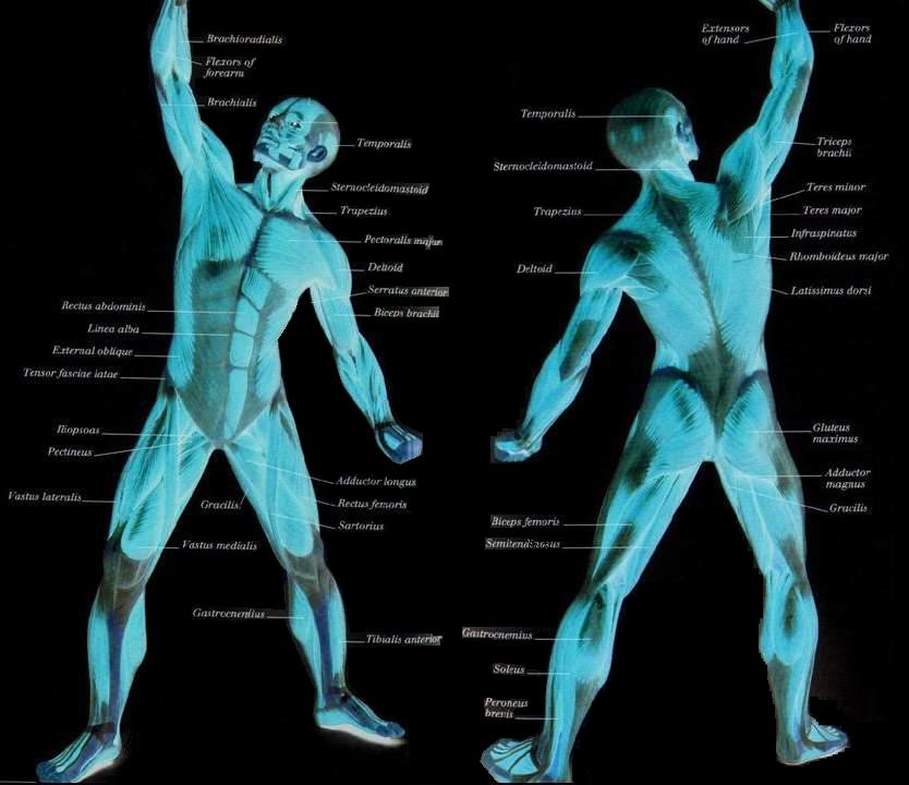 Skeltal Muscle Diagram