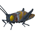 grasshopper