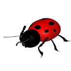 ladybug