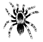 creepy crawler