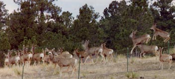 deer