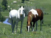 Buddy and Shadrack