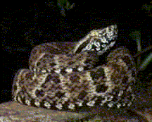 David Thompson/Oxfrod Scientific Films