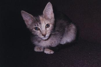 Eeyore the baby kitty