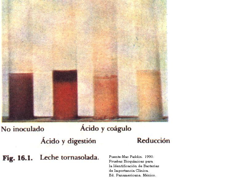 CALIDAD MICROBIOLOGICA LECHE calidad microbiologica leche: