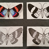 butterfly