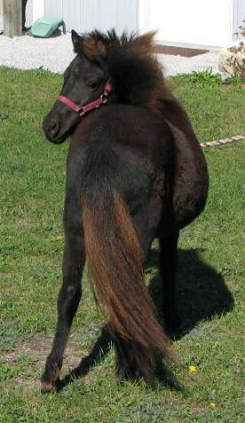 Photo of Babe from the back