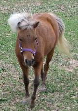 Photo of Honey from the front