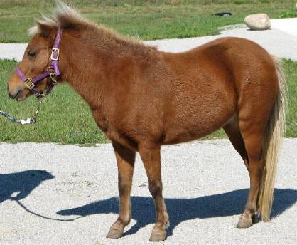 Photo of Honey left side
