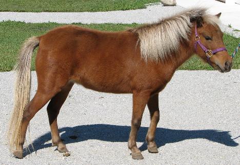 Photo of Honey right side