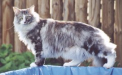 Fiona_8_2000.jpg (12835 Byte)