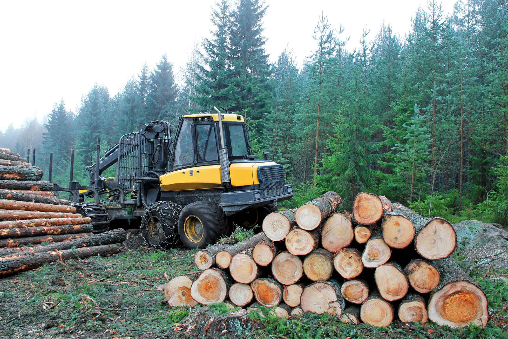 logs