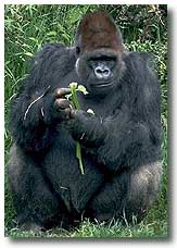 a lowland gorilla