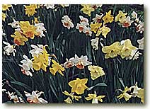 season's first daffodils