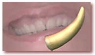 my teeth and a whale's tooth: which is which? really, my teeth, my whole mouth usually looks much better than this; it's hard to scan your teeth bared