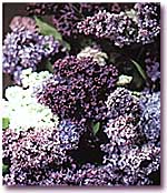 i wish you could smell them