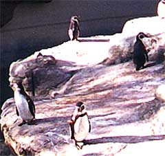 penguins on rock