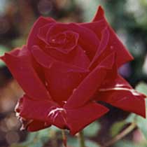 stop and smell the roses for me....