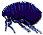 chicago fleas got the blues