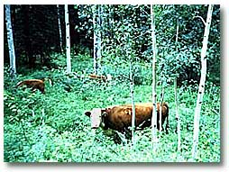 moo