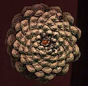 i've been carrying this pinecone around for days. i love the little bit of sap sitting there in the middle, like an amber jewel.