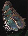 a malachite butterfly 