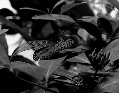 black & white butterfly