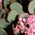 a beautiful flowering succulent