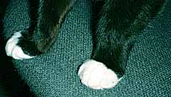  little cat feet 