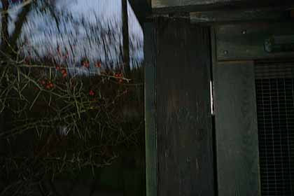  thorns and a door 